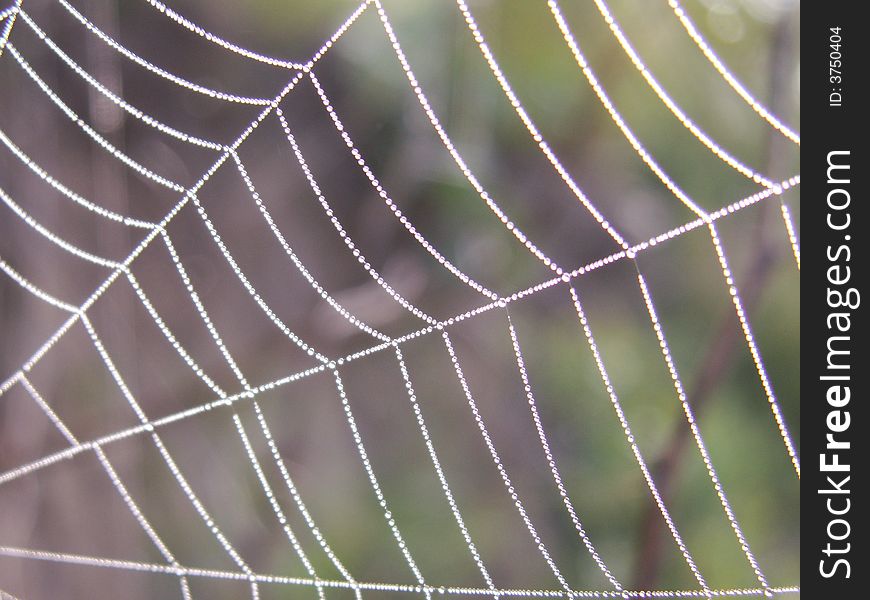 Spider's web with a drops