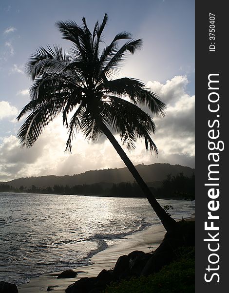 Silhouette Of A Palm Tree.