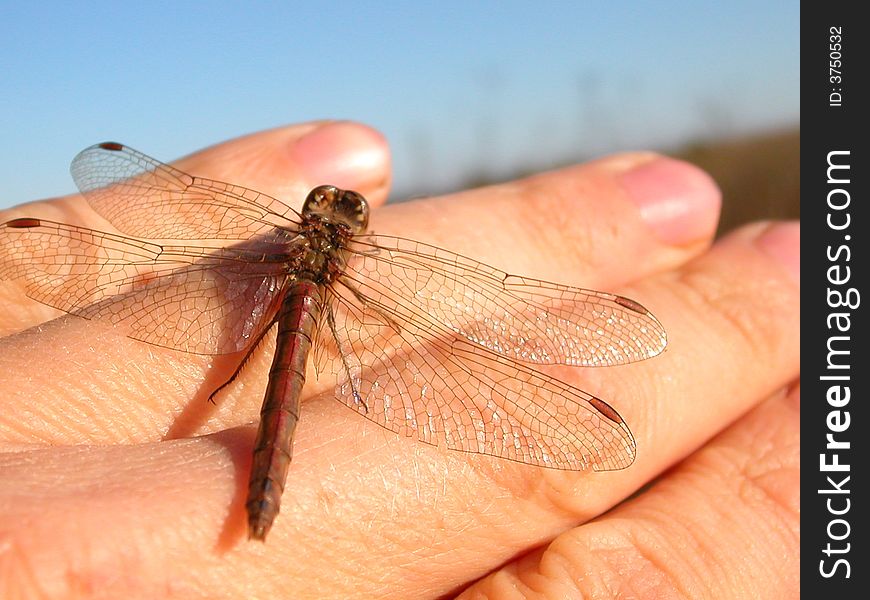 Dragonfly On A Hand