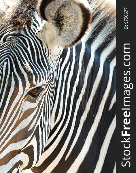 A close image of a zebras facial stripes. A close image of a zebras facial stripes.