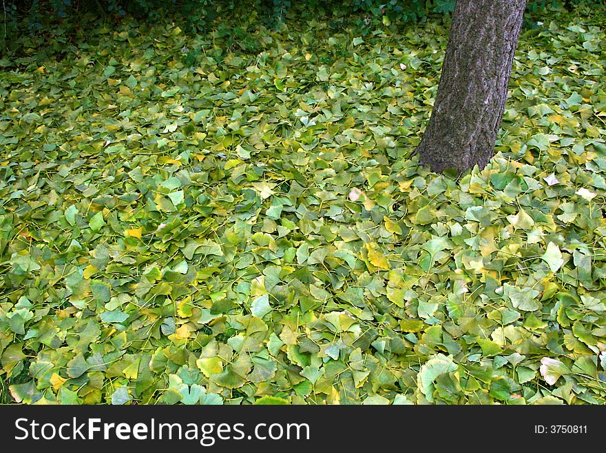 Gingko Biloba Leaves