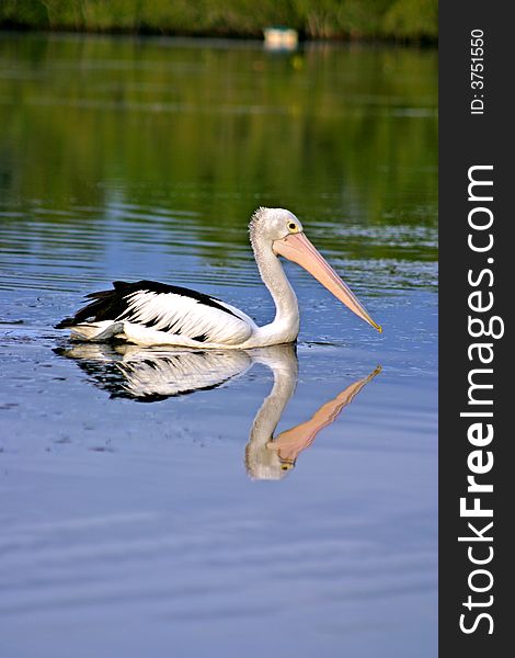 Stock photo of pelican swimming in a lake