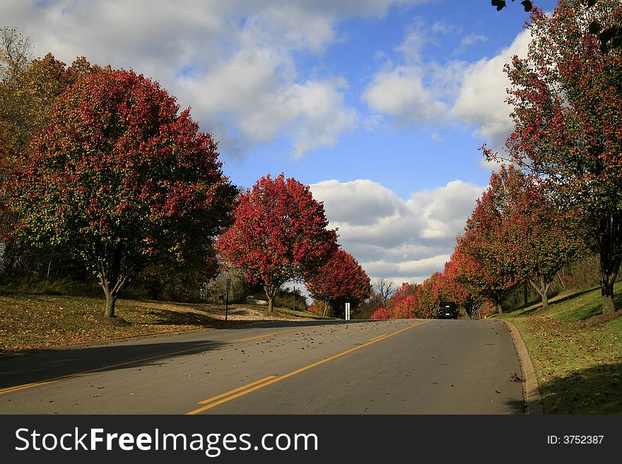 Its November and the trees in Nashville are showing off thier bright colors. Its November and the trees in Nashville are showing off thier bright colors