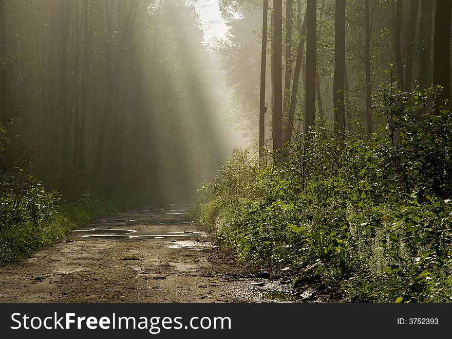 Misty morning in the forest with rays of sunlight piercing fog