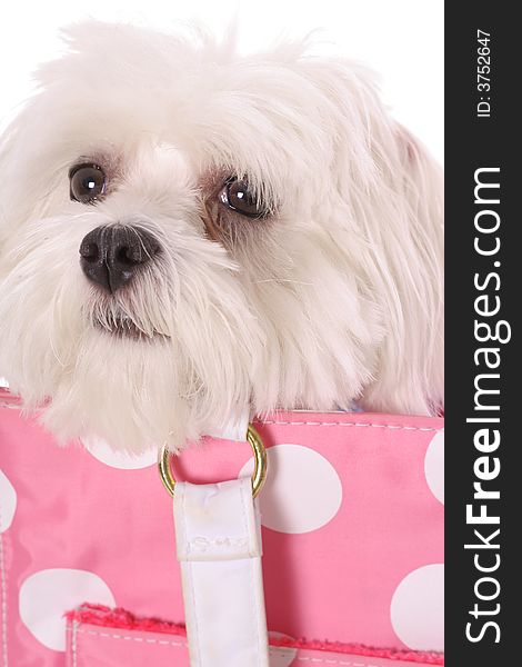 Pooch in purse upclose isolated on a white background