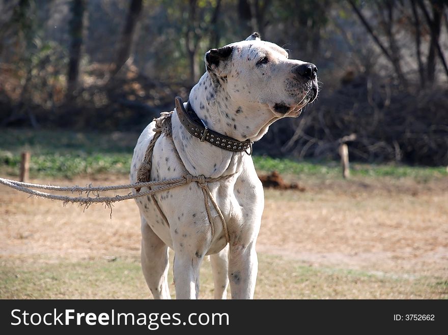 A Good Fighting Dog Ready to fight.