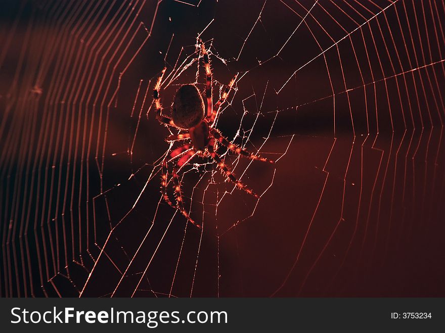 A Spider hanging out the middle of it's web