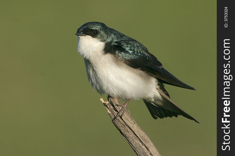 A Tree Swallow against a clear green background.