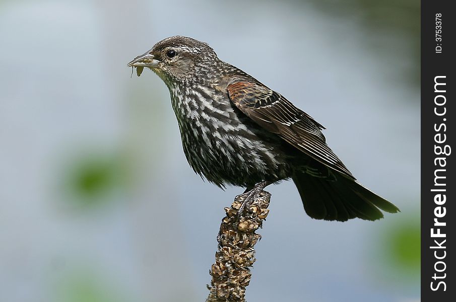 A female blackbird ready with food to take to the young birds. A female blackbird ready with food to take to the young birds.