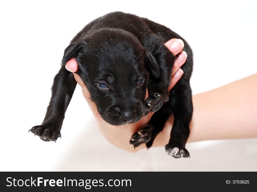Black small dog on a hand. Black small dog on a hand.