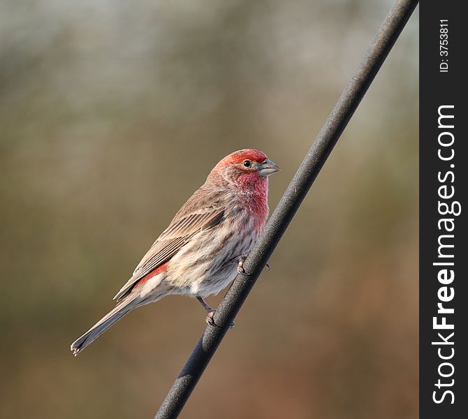 House Finch On Post