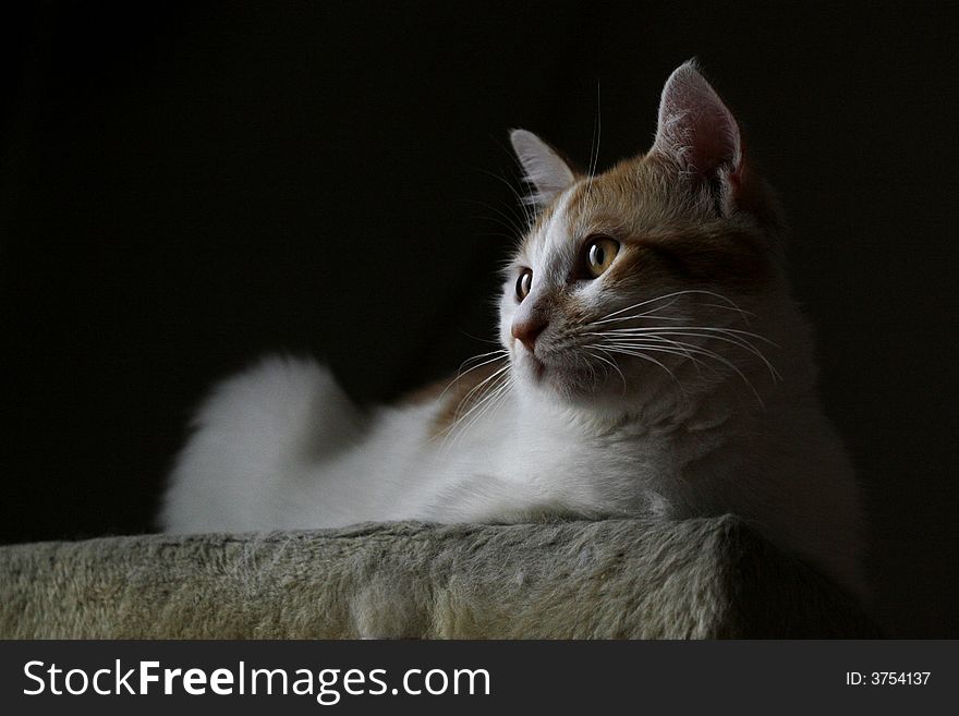 Cat who is enjoying sunshine . Cat who is enjoying sunshine ...