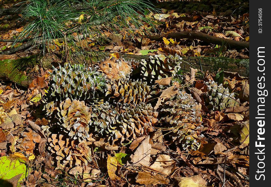 A close-up of a pile of the very big cones of the cedar pine (Pinus coraiensis). Autumn. Russian Far East, Primorye. A close-up of a pile of the very big cones of the cedar pine (Pinus coraiensis). Autumn. Russian Far East, Primorye.