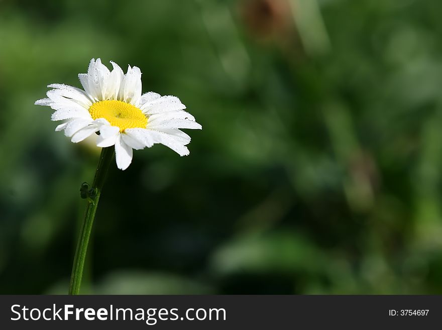 Morning Dew On Daisy