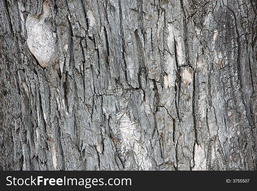 Bark of old tree.