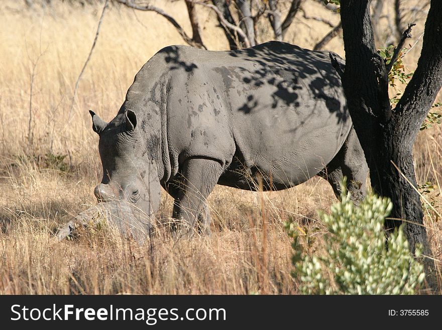 White rhinocerous grazing in African Bushveld