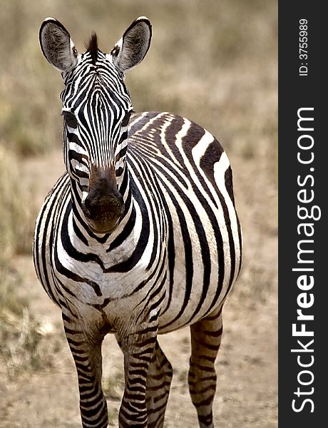 An image of a zebra in kenya.