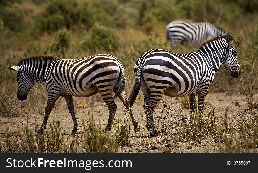 An image of a zebras in kenya.