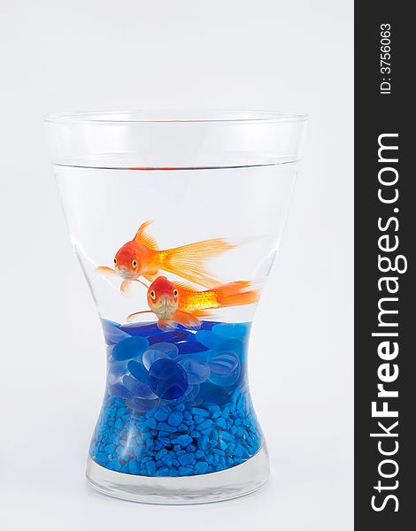 Two tropical fish inside a vase