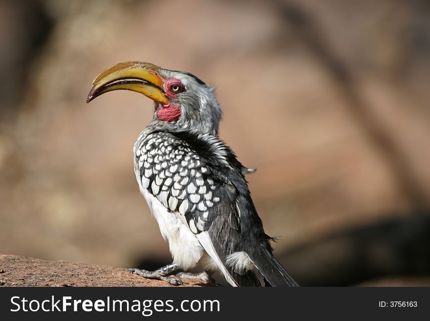 Southern Yellow Billed Hornbill