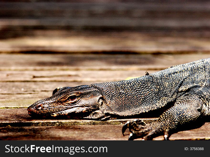 A monitor lizard lying down , basking in the sun. A monitor lizard lying down , basking in the sun