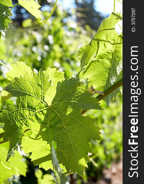 Bright green vine leaves on wine farm on a sunny day. Bright green vine leaves on wine farm on a sunny day