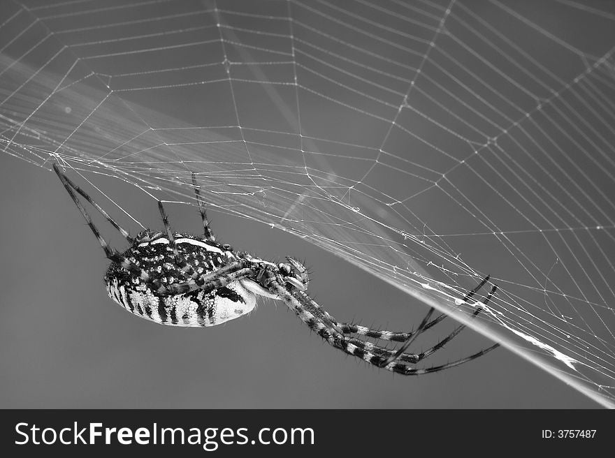 An argiope spider is sitting on it's web waiting for prey. An argiope spider is sitting on it's web waiting for prey.