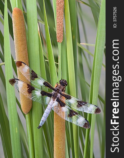 Dragonfly On Cattails
