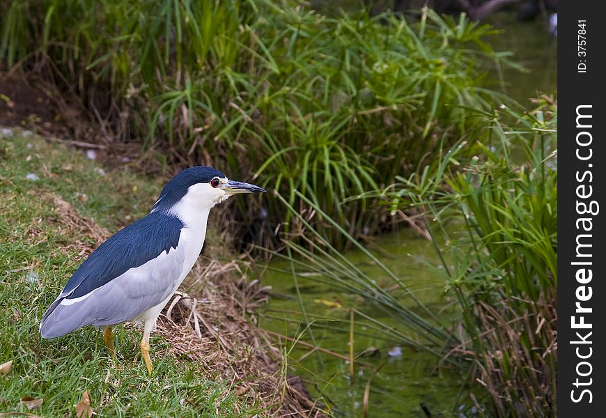 Black-crowned Night-Heron standing near the pool. Black-crowned Night-Heron standing near the pool.