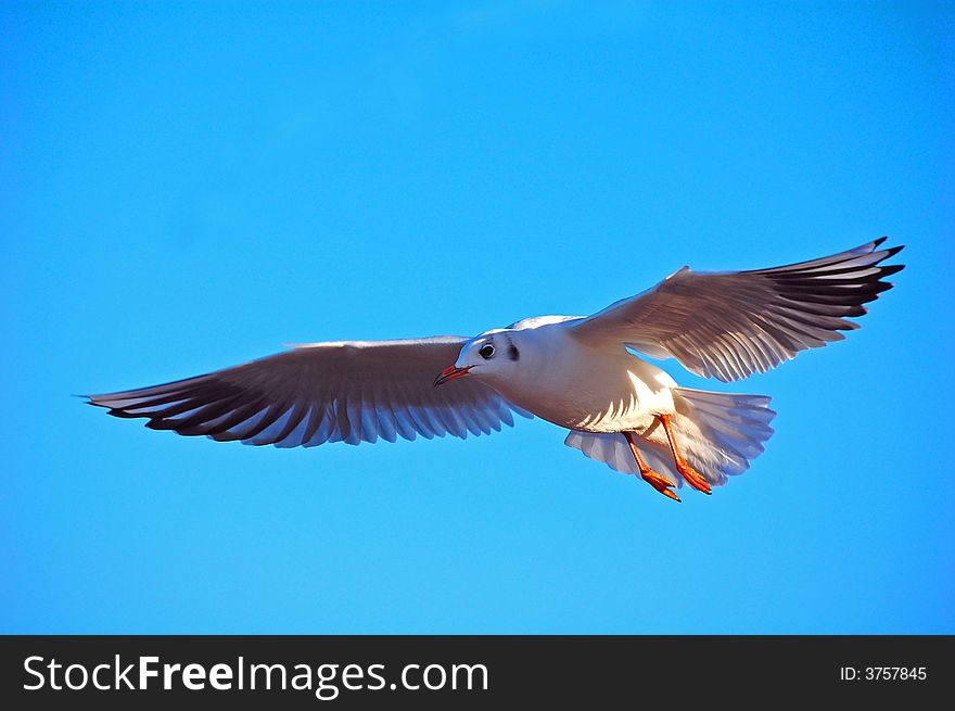 Sea gull flying in the sky