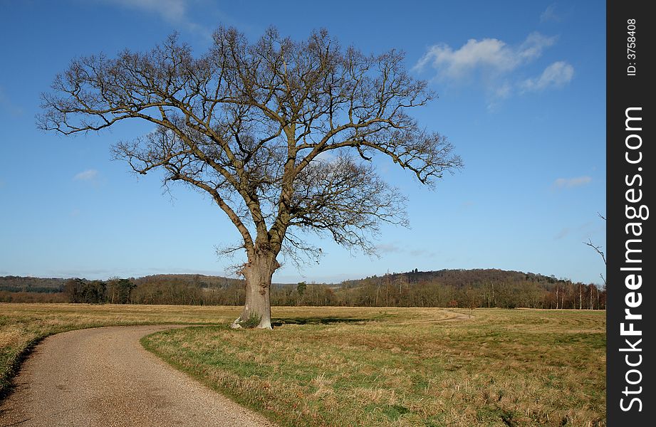 An isolated Oak Tree in late Autumn Sunshine in an English Rural Landscape. An isolated Oak Tree in late Autumn Sunshine in an English Rural Landscape