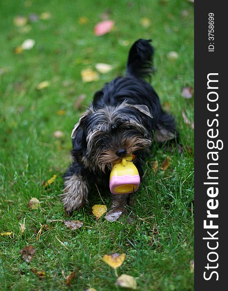 A dog is running with a toy. A dog is running with a toy