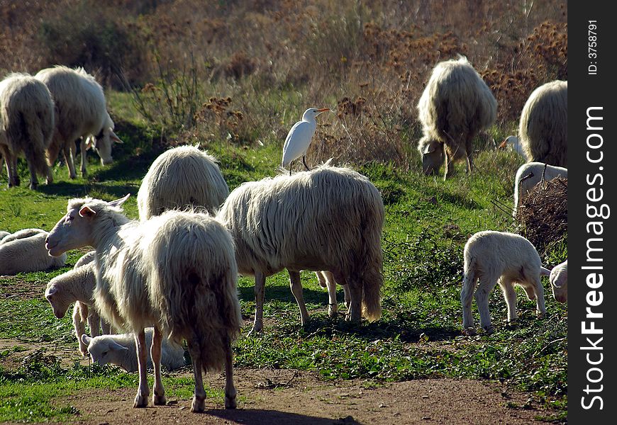 A Great white Heron over a sheep (Sardinia - Italy)