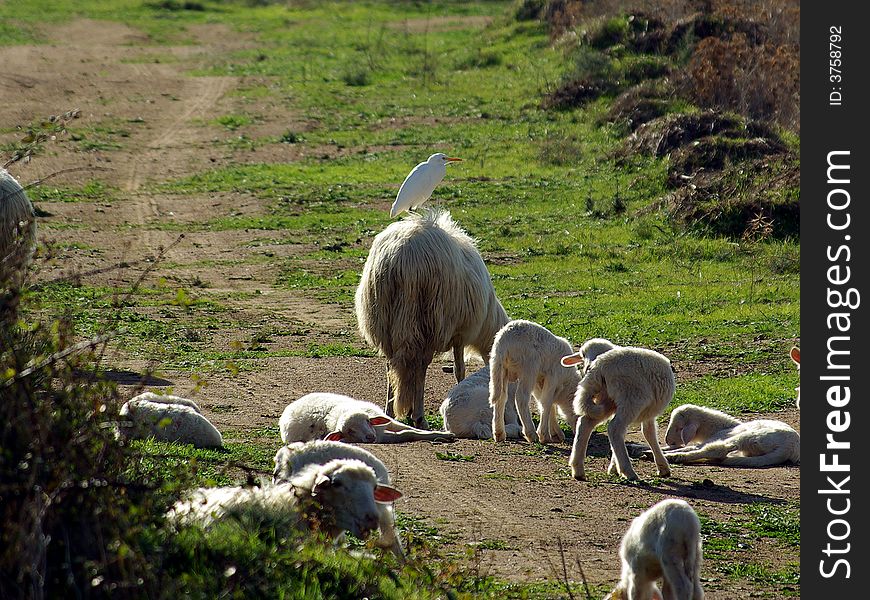 A Great white Heron over a sheep (Sardinia - Italy)