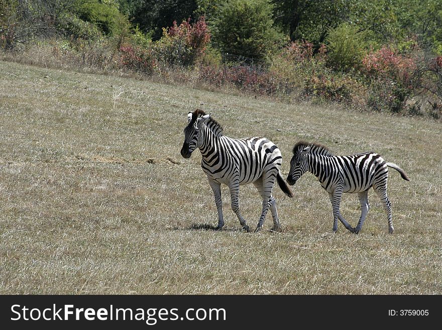 This photo is of two zebras walking along through the dry grasses and weeds. This photo is of two zebras walking along through the dry grasses and weeds.