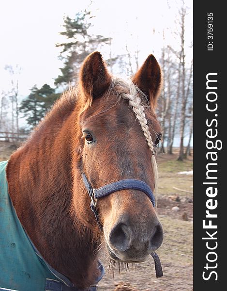 Closeup of a horses head