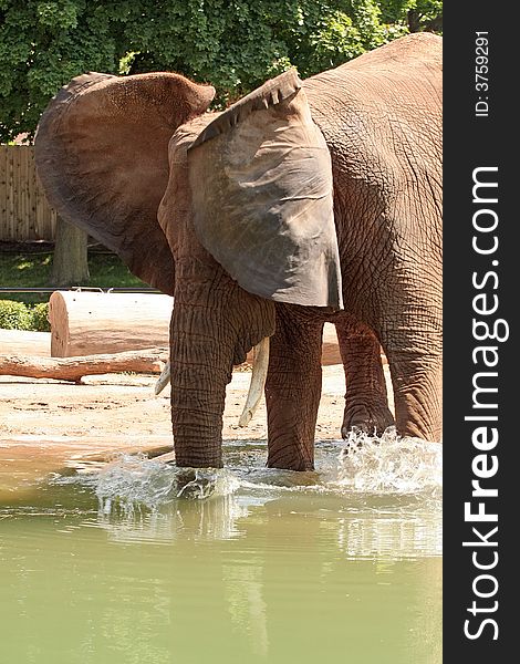 Elephant playing in the water and flapping his ears. Elephant playing in the water and flapping his ears