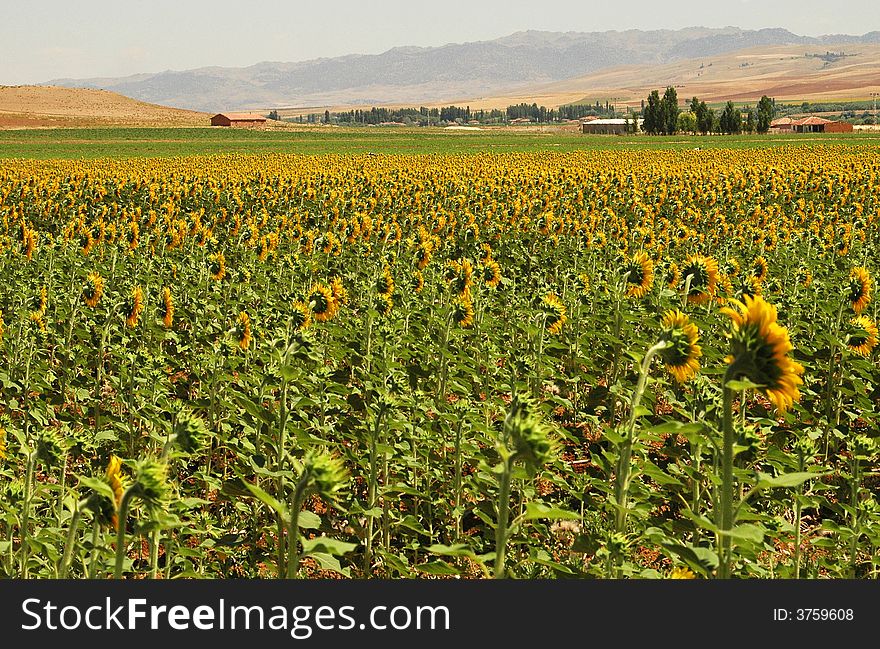 Sun flower fields in the turkish countryside. Sun flower fields in the turkish countryside