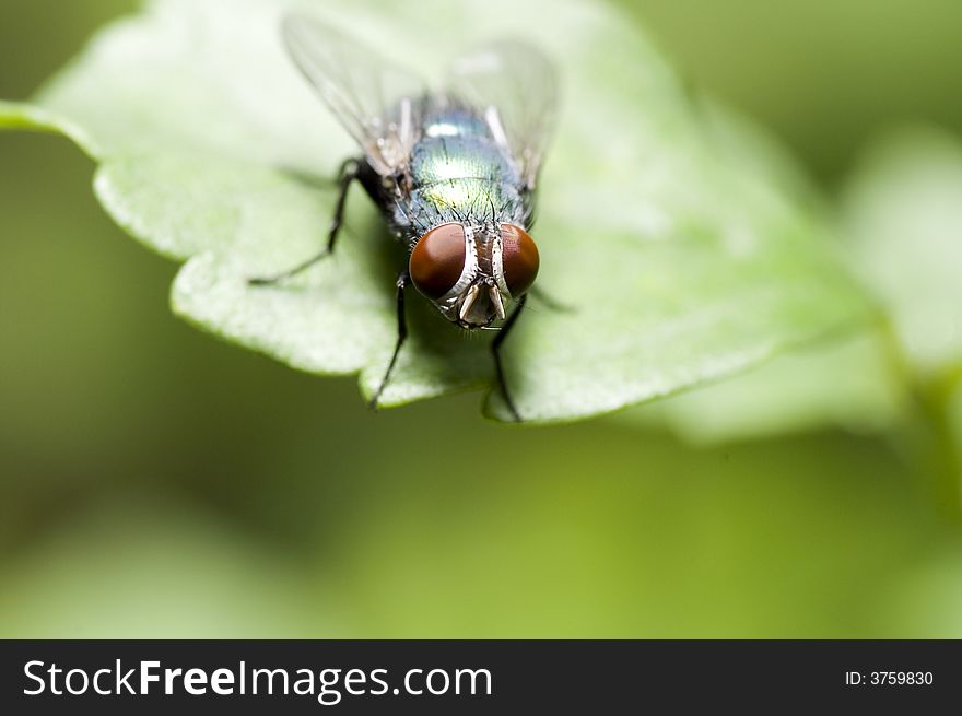 House Fly On Leaf