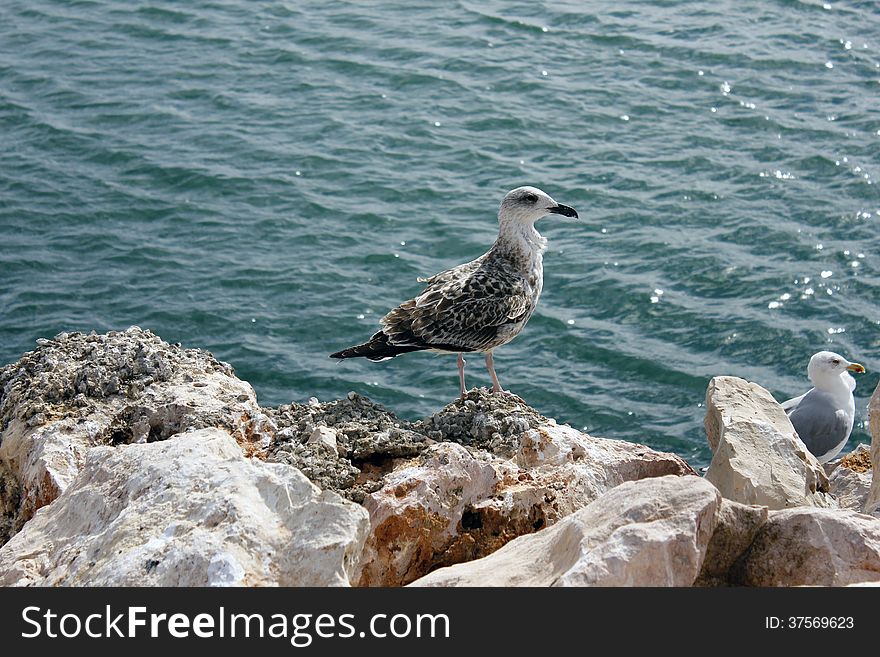 Photograph of a gull, with rocks and the ocean as background. Photograph of a gull, with rocks and the ocean as background.