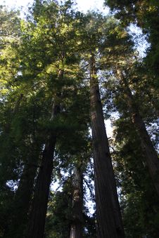California Redwood Forest At Sunrise Royalty Free Stock Photography