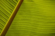 Banana Palm Leaf Closeup Stock Image