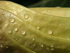 Raindrops Royalty Free Stock Image Raindrops Royalty Free Stock Image