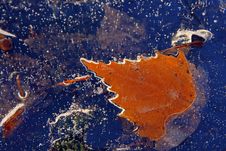 Frozen Leaf Stock Photography Frozen Leaf Stock Photography