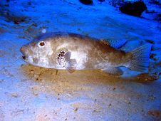 Giant Puffer Fish Stock Photography Giant Puffer Fish Stock Photography