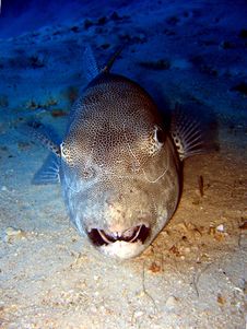 Giant Puffer Fish Royalty Free Stock Image