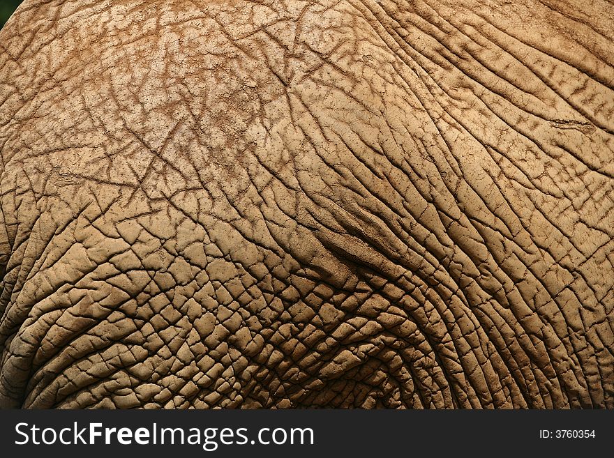 Elephant Skin 1