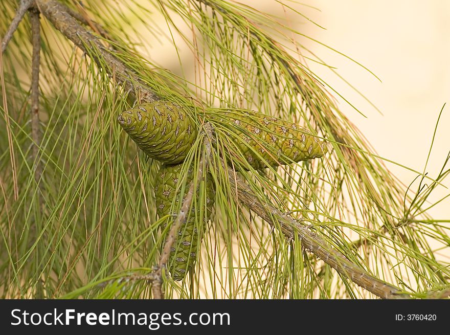 Photo of verdant cedar cones on the tree's branch in the middle of thorns