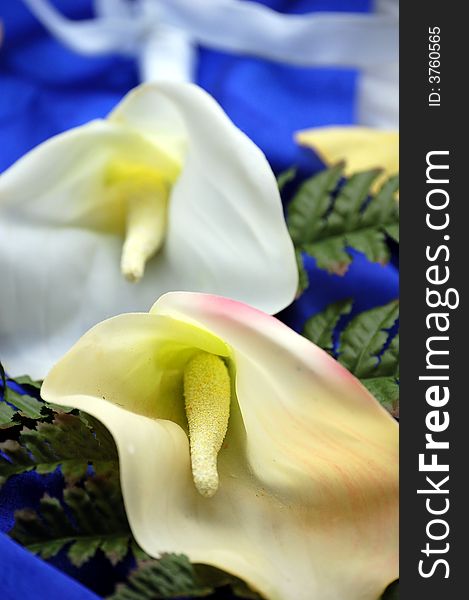 Macro shot of two calla lilies on blue background with ferns.