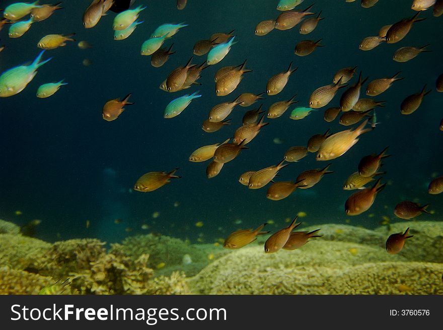 Tropical fish swimming in the same direction. Tropical fish swimming in the same direction.